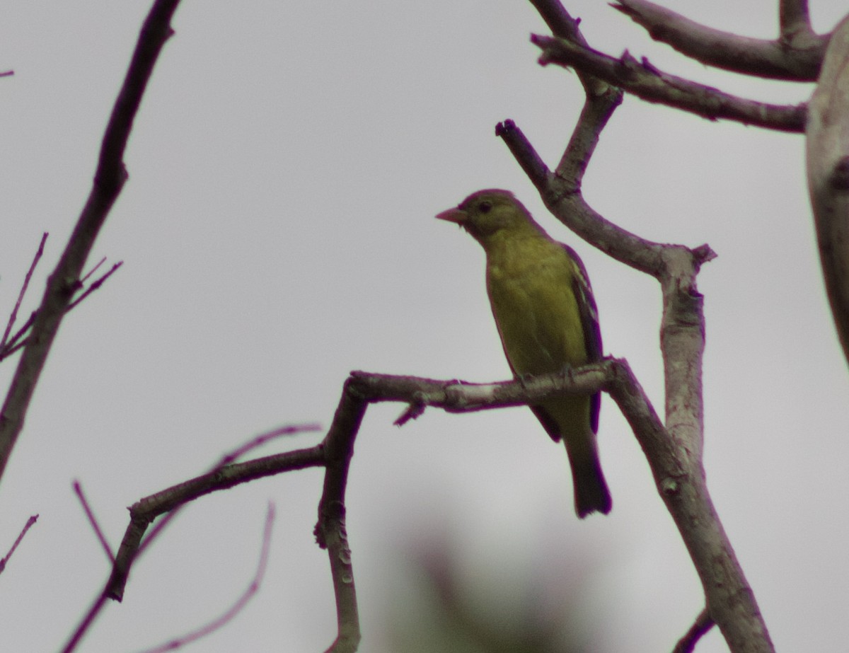 Western Tanager - ML642220556
