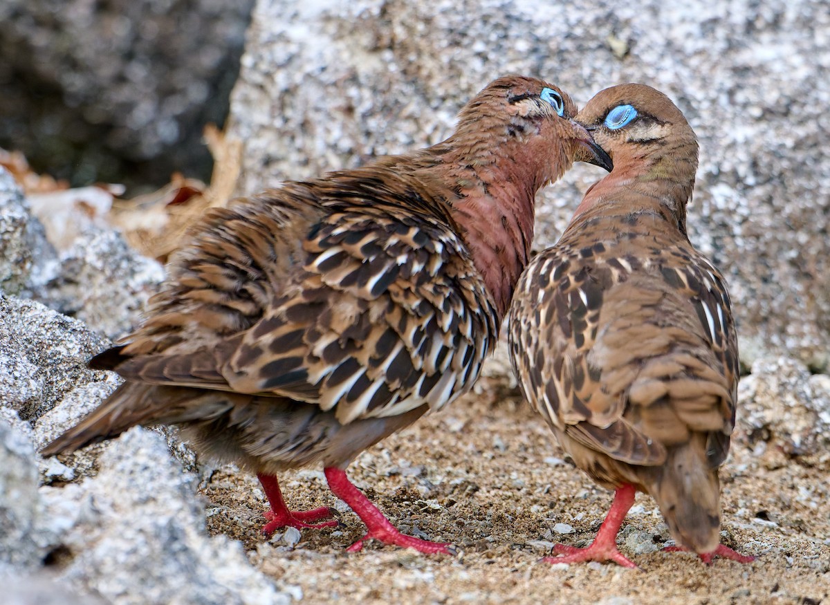 Galapagos Dove - ML642220560