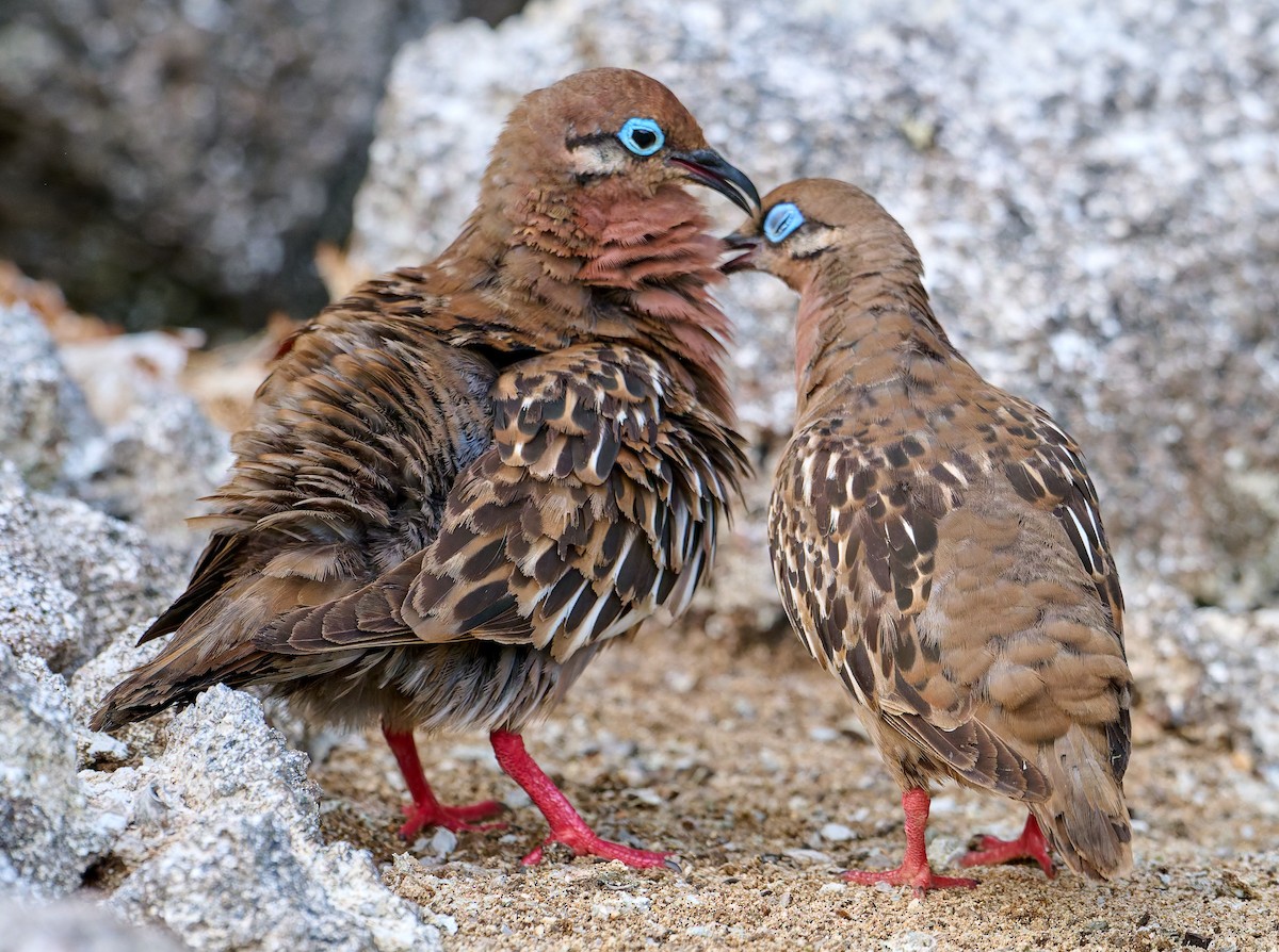 Galapagos Dove - ML642220561