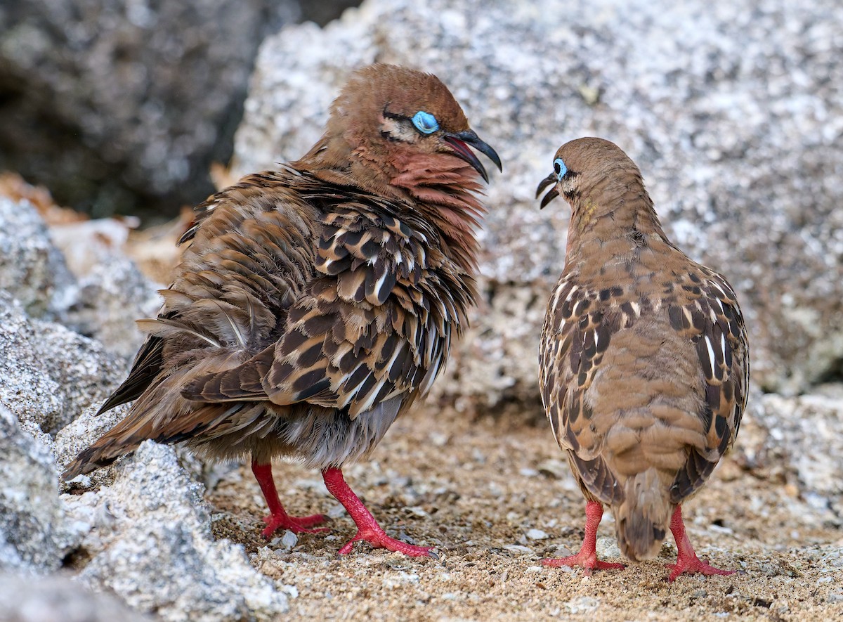 Galapagos Dove - ML642220562