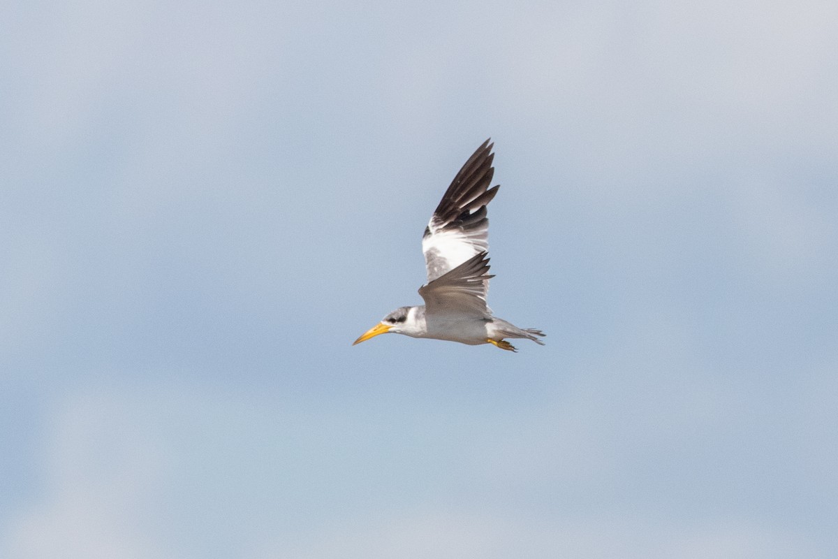 Large-billed Tern - ML642220566