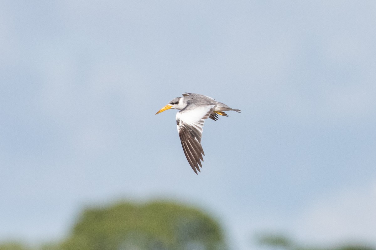 Large-billed Tern - ML642220567