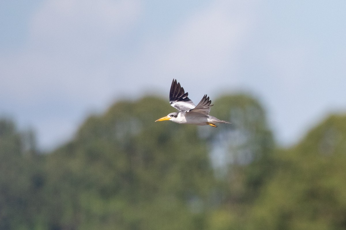 Large-billed Tern - ML642220568