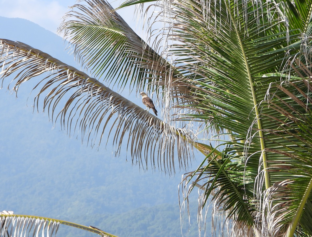 Yellow-headed Caracara - ML642220570