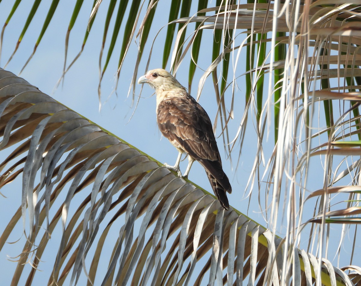 Yellow-headed Caracara - ML642220571