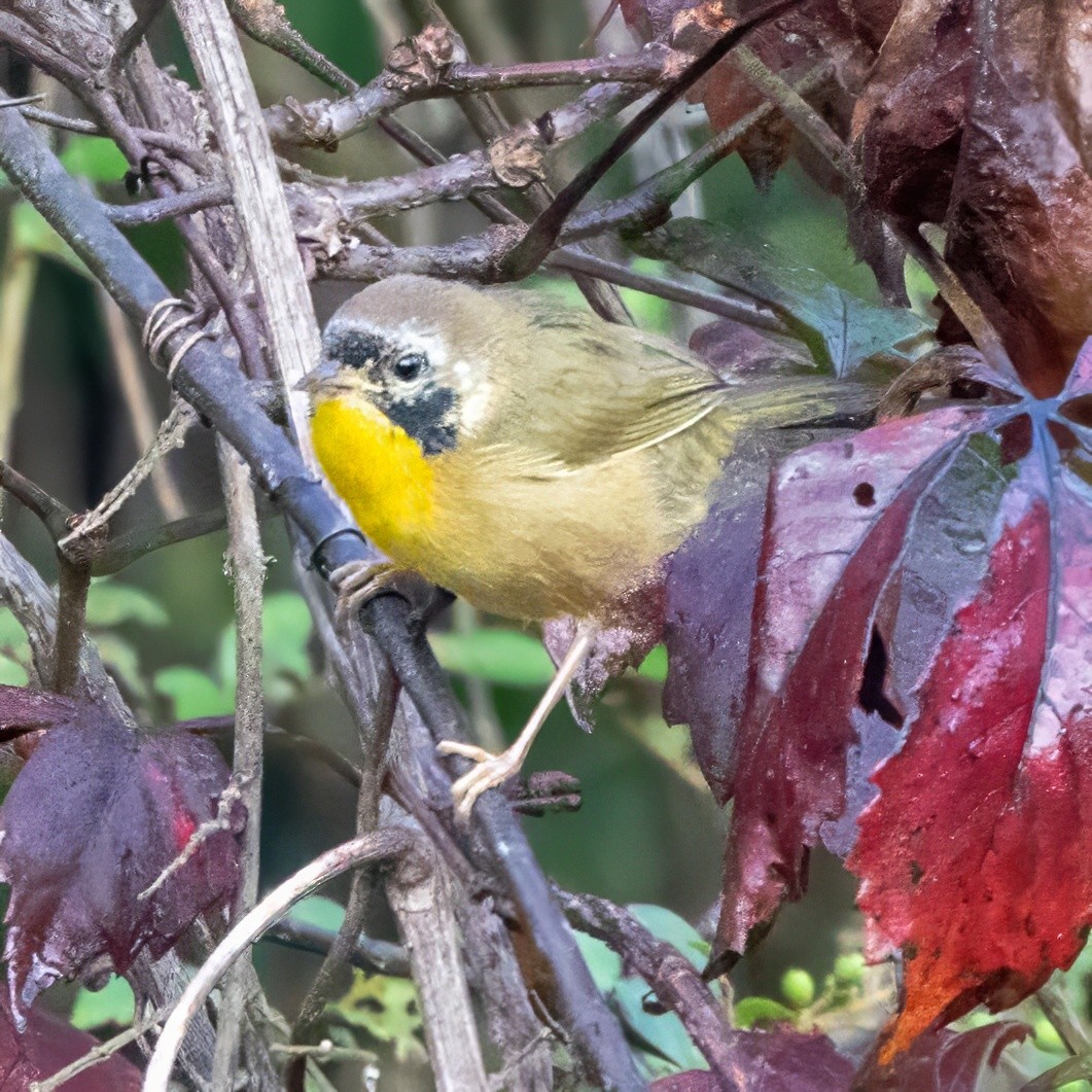 Common Yellowthroat - ML642220573