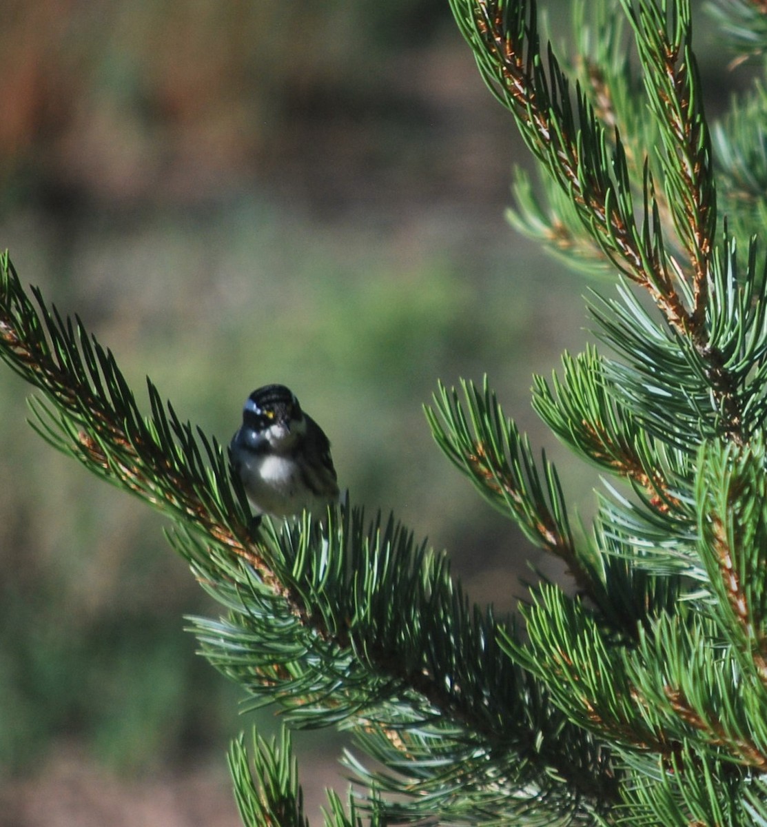 Black-throated Gray Warbler - ML642220577