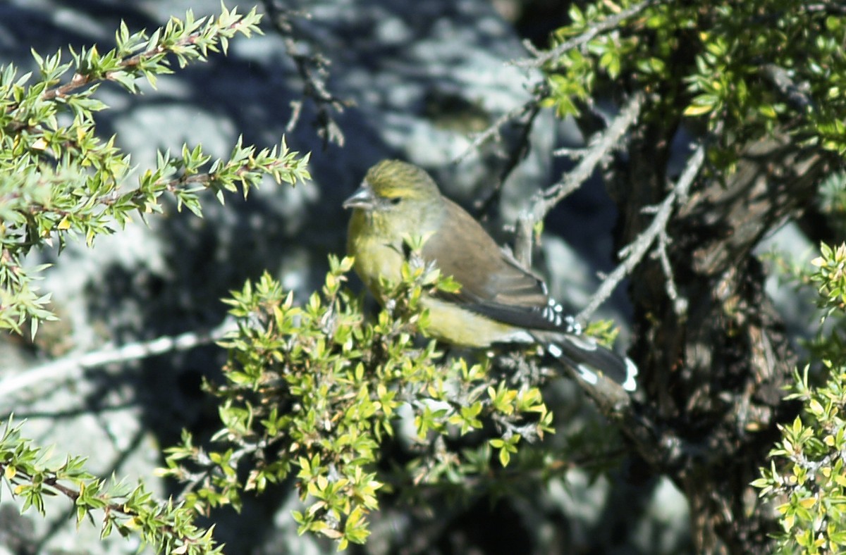 Cape Siskin - ML642220593