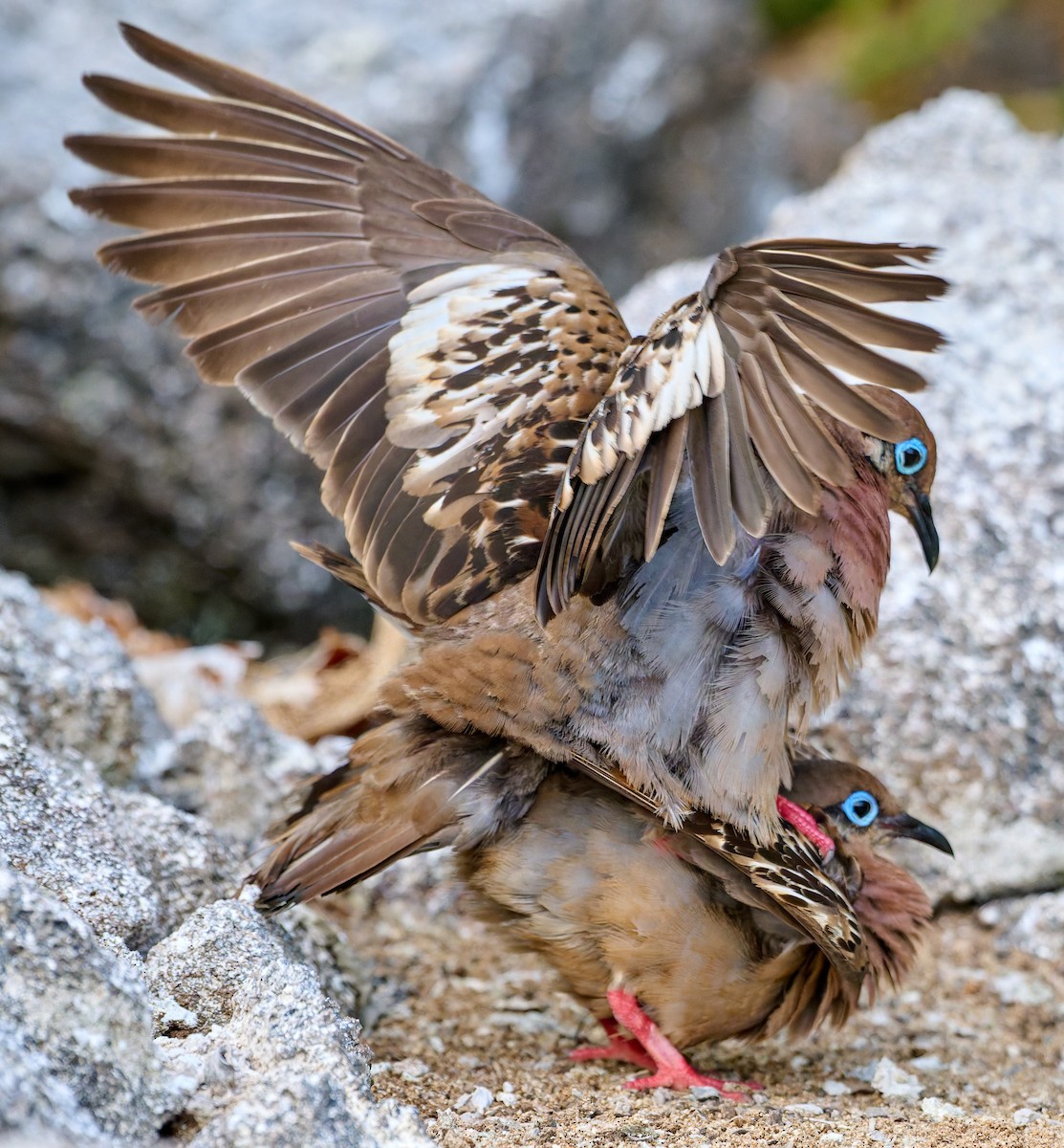 Galapagos Dove - ML642220595