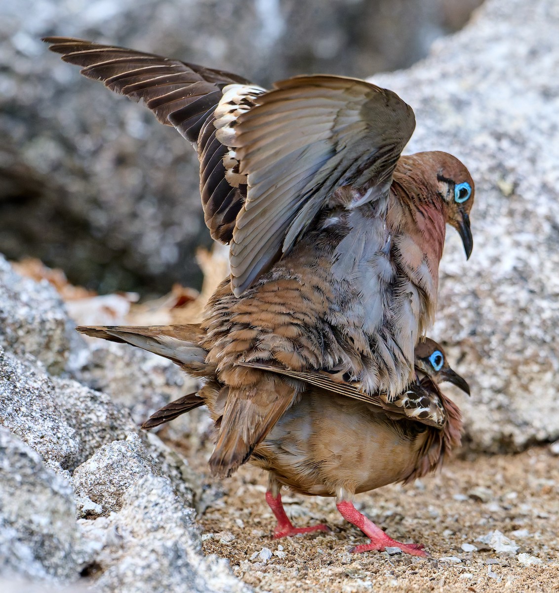 Galapagos Dove - ML642220596