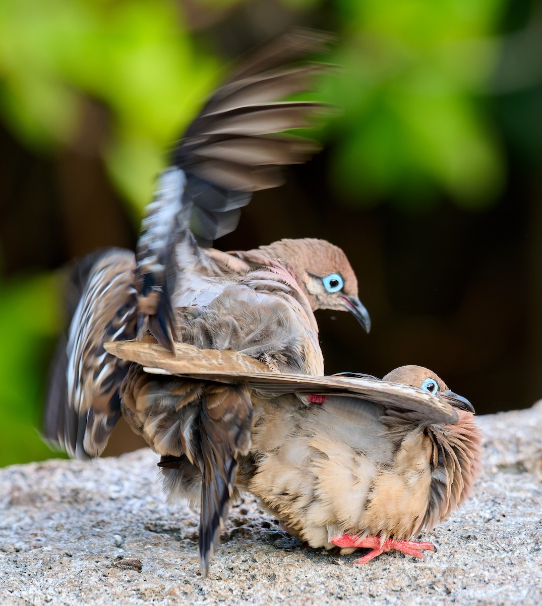 Galapagos Dove - ML642220613