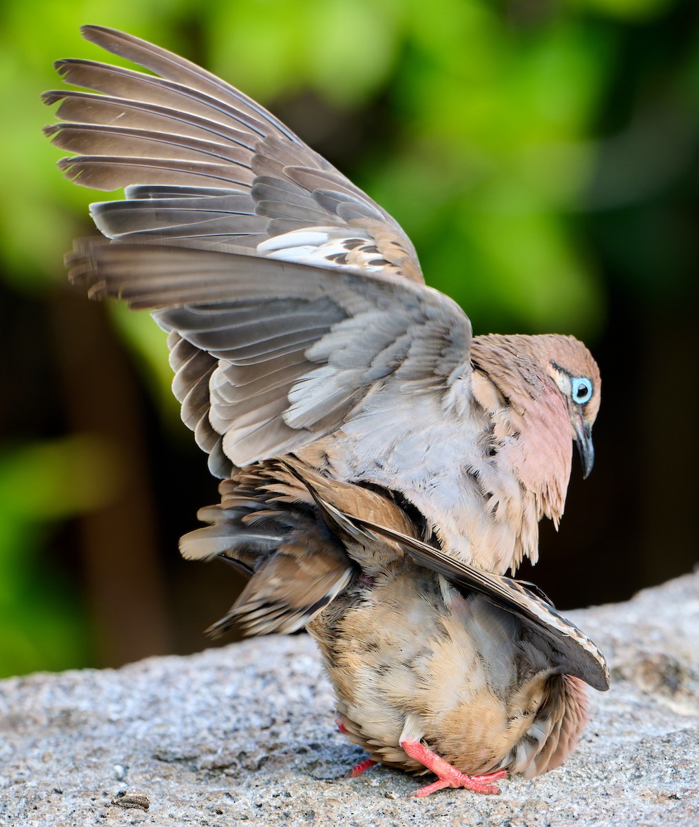 Galapagos Dove - ML642220614