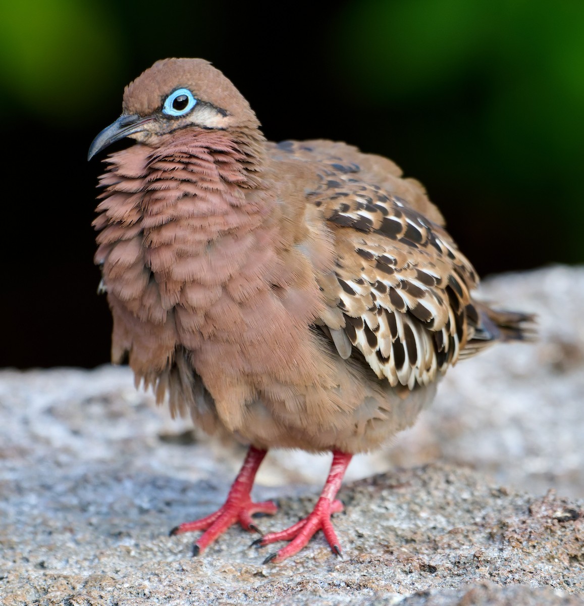 Galapagos Dove - ML642220620