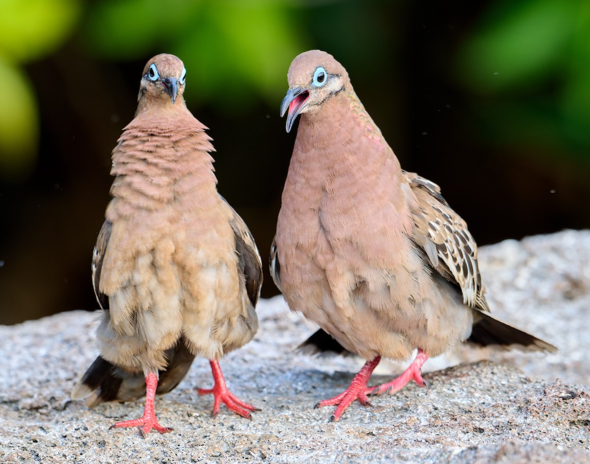 Galapagos Dove - ML642220621