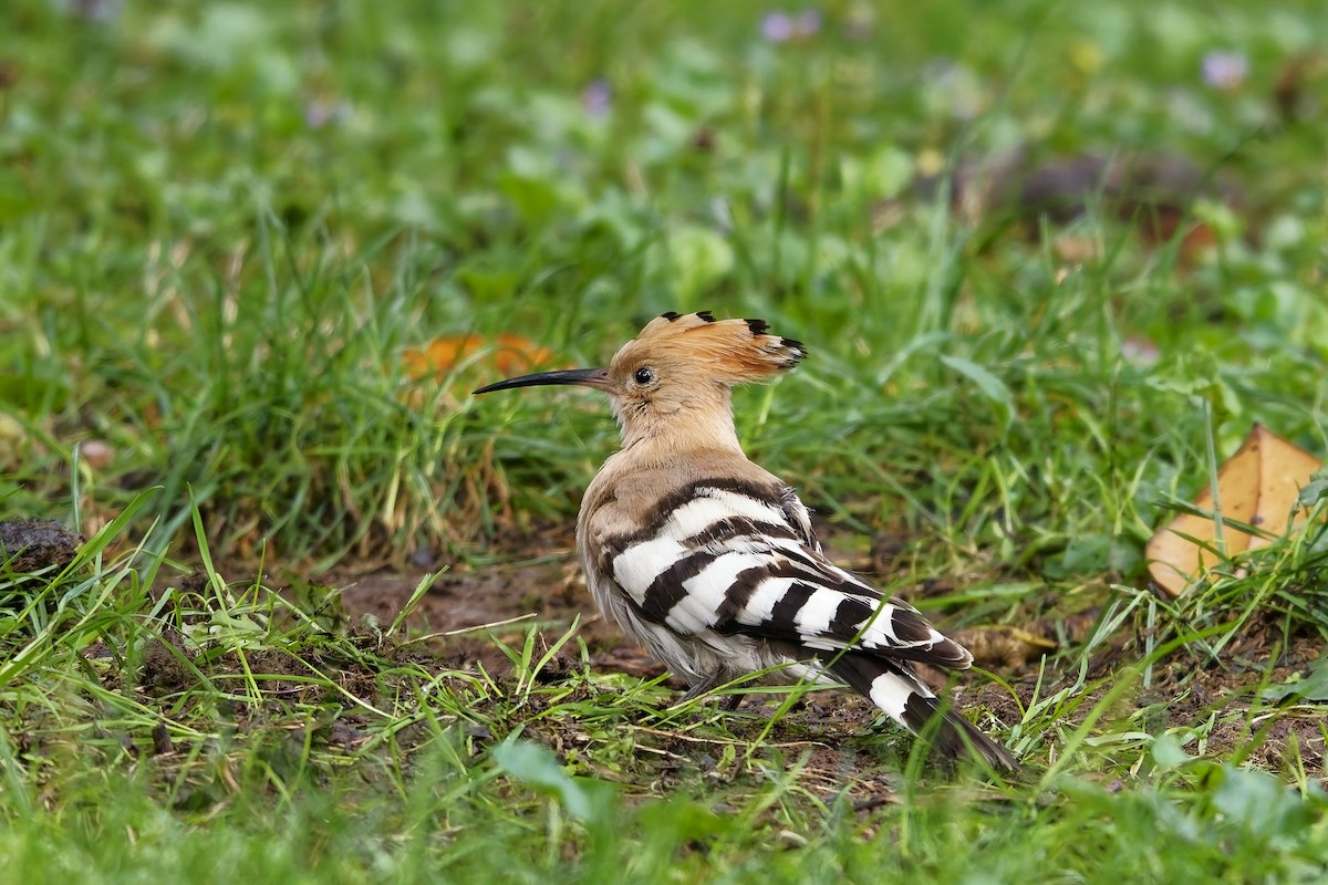 Eurasian Hoopoe - ML642220625