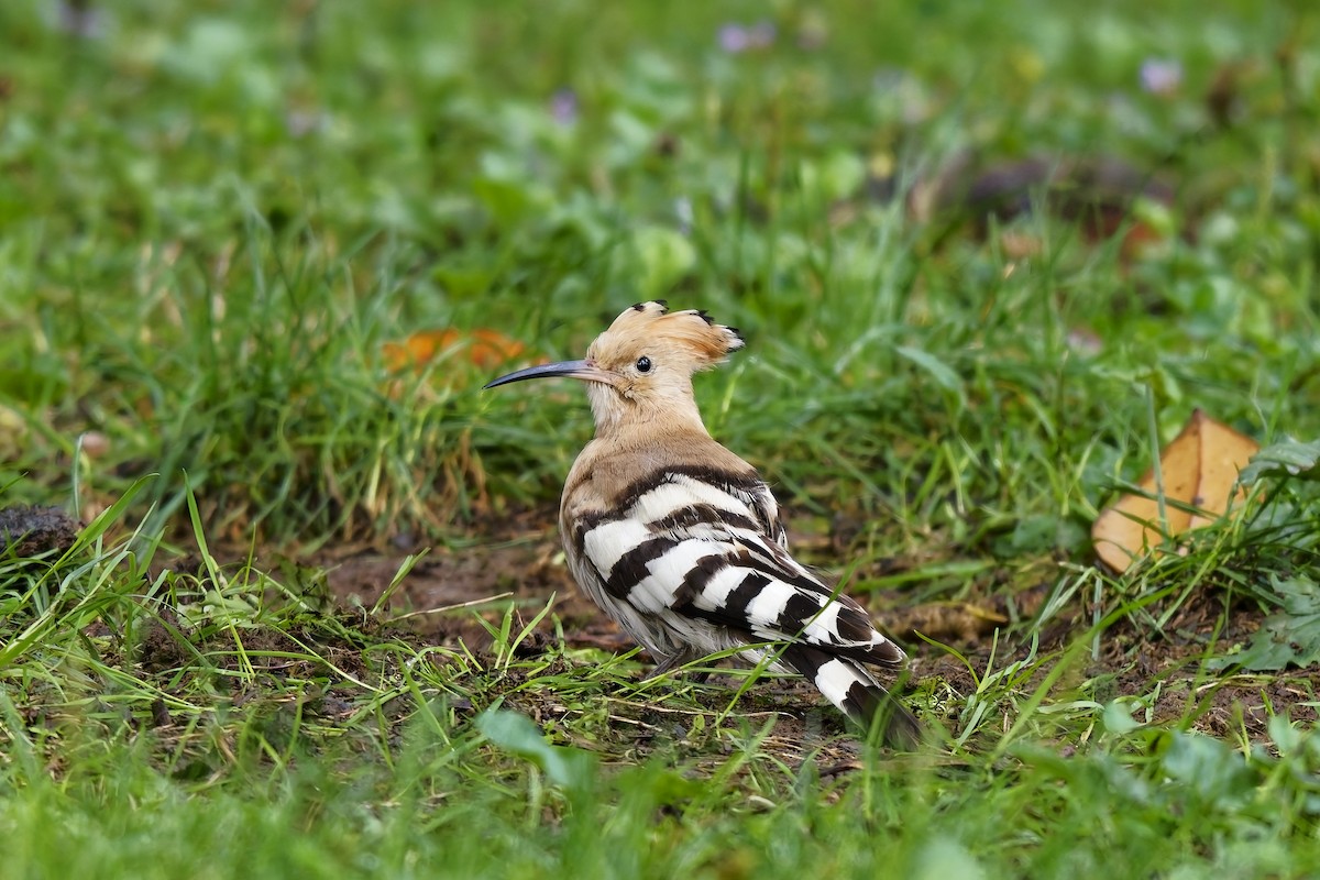 Eurasian Hoopoe - ML642220626
