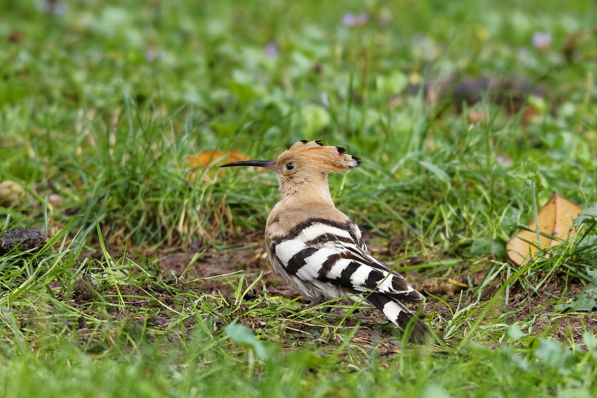 Eurasian Hoopoe - ML642220627