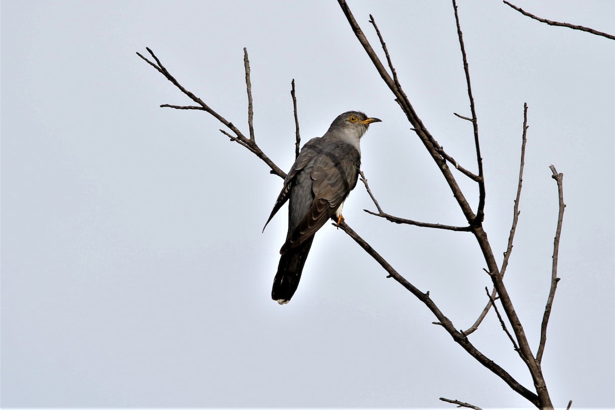 Зозуля звичайна - ML642220629
