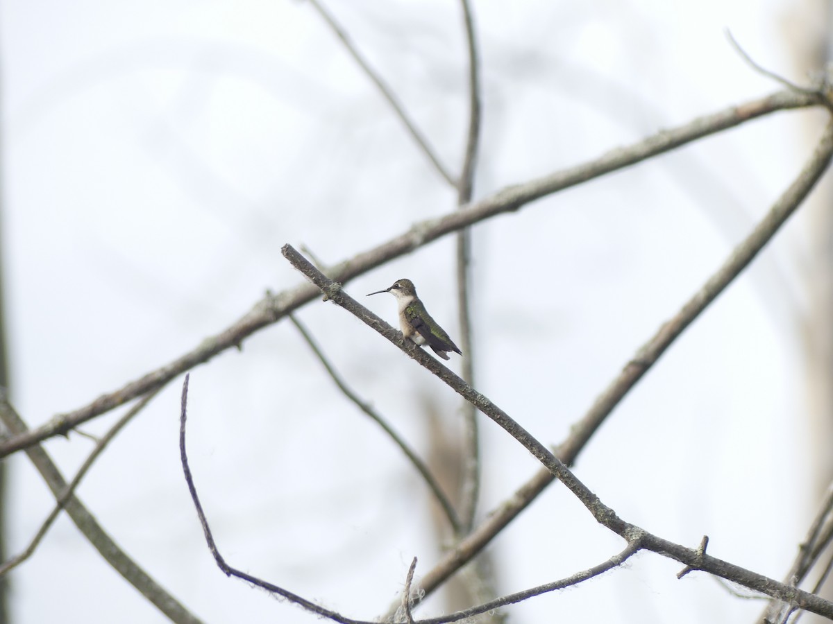 Ruby-throated Hummingbird - ML642220635