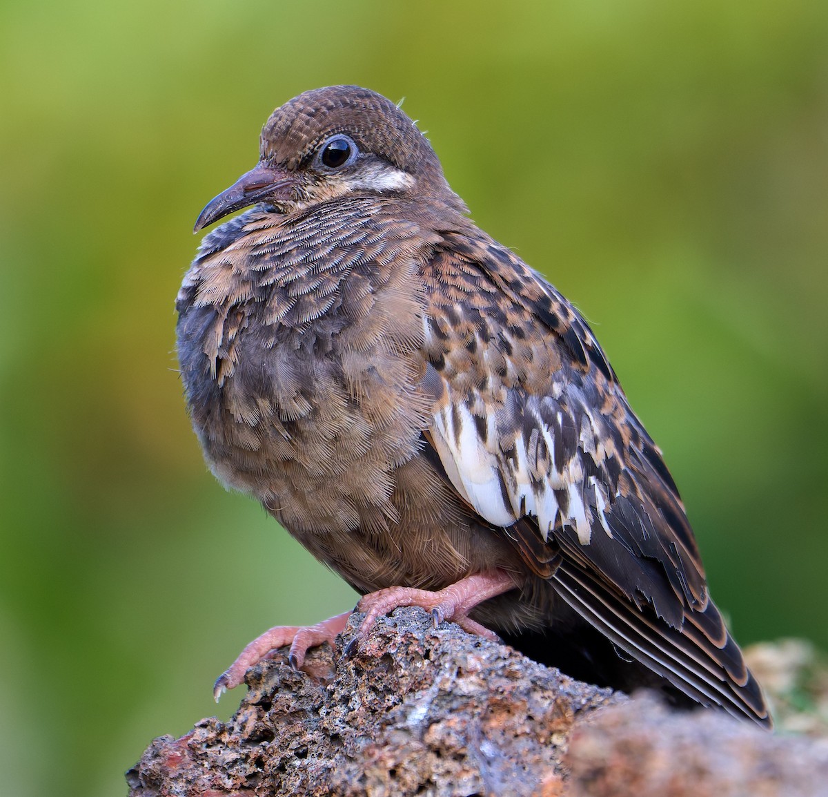 Galapagos Dove - ML642220636