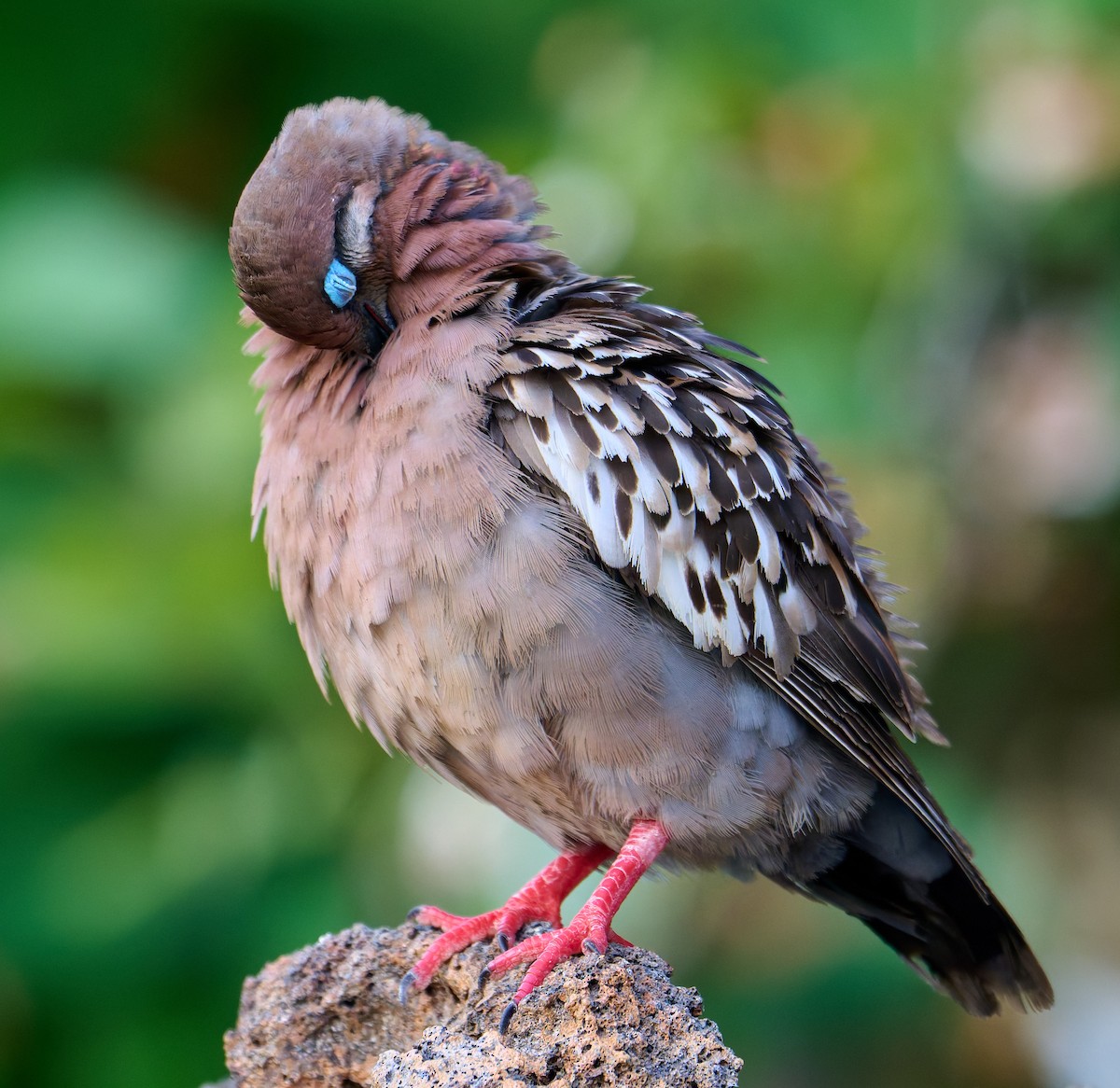 Galapagos Dove - ML642220640