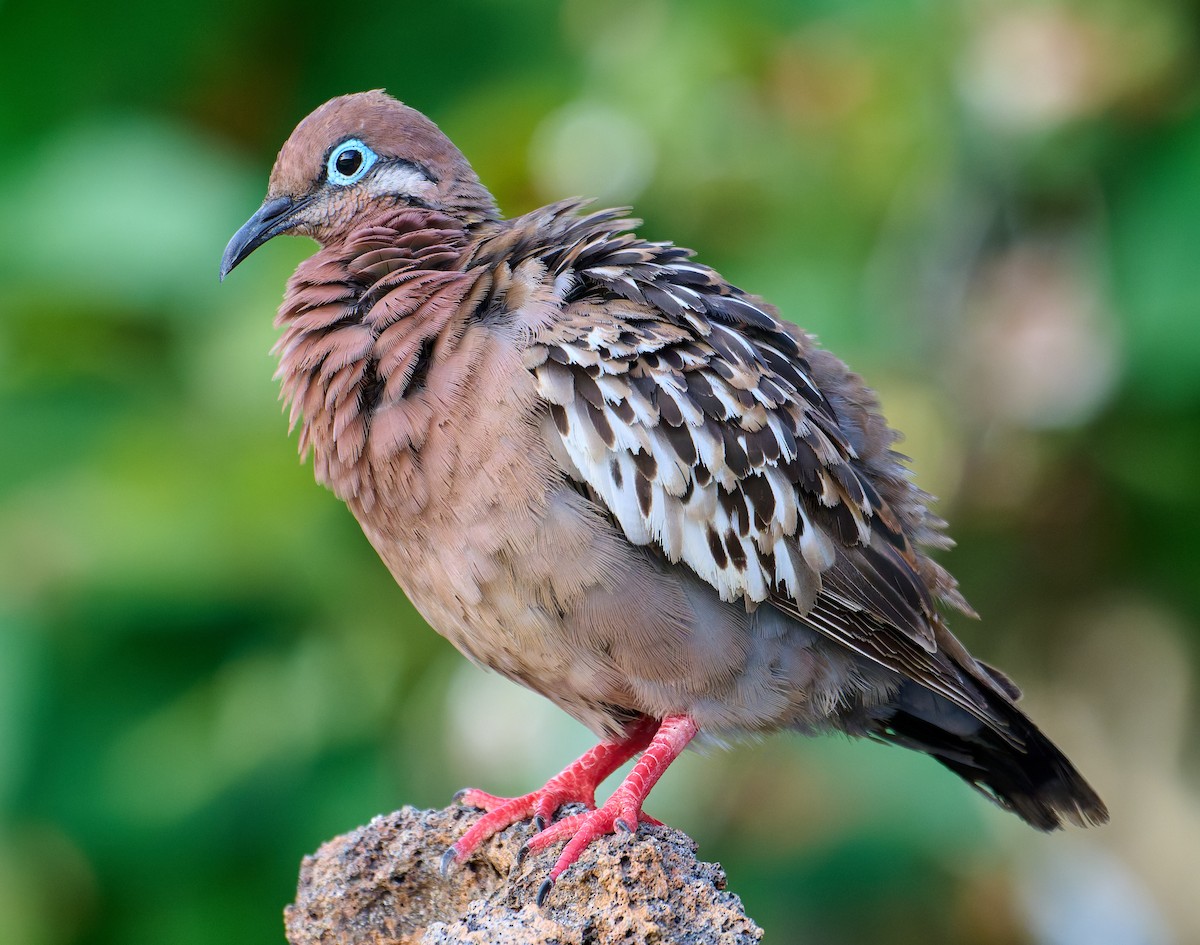 Galapagos Dove - ML642220642