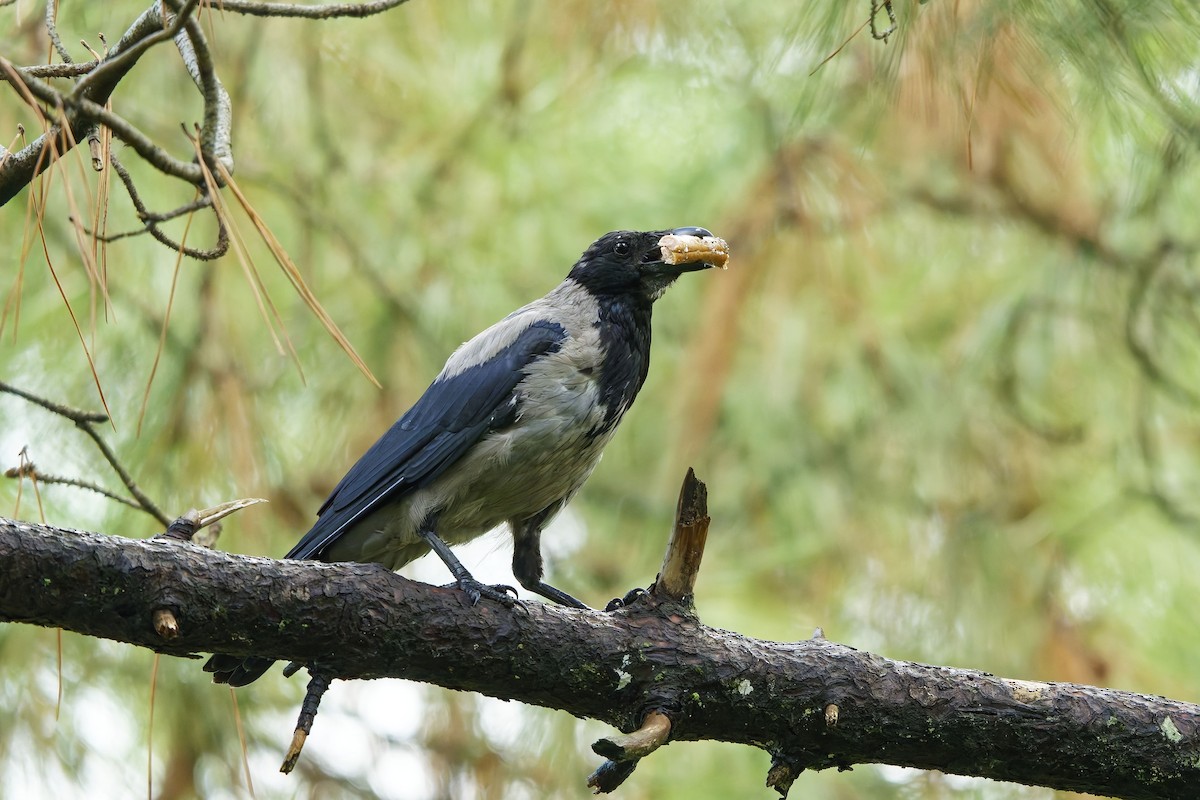 Hooded Crow - ML642220645