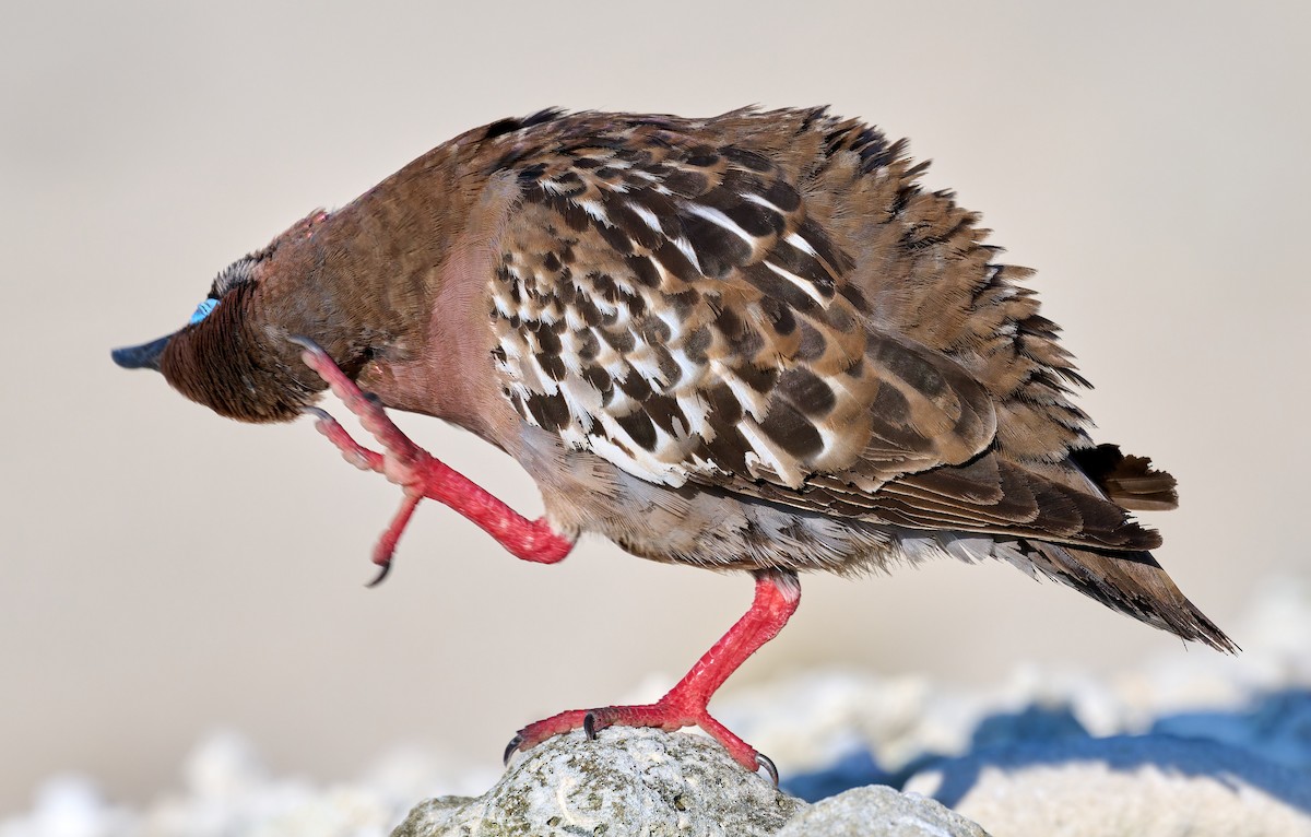 Galapagos Dove - ML642220646