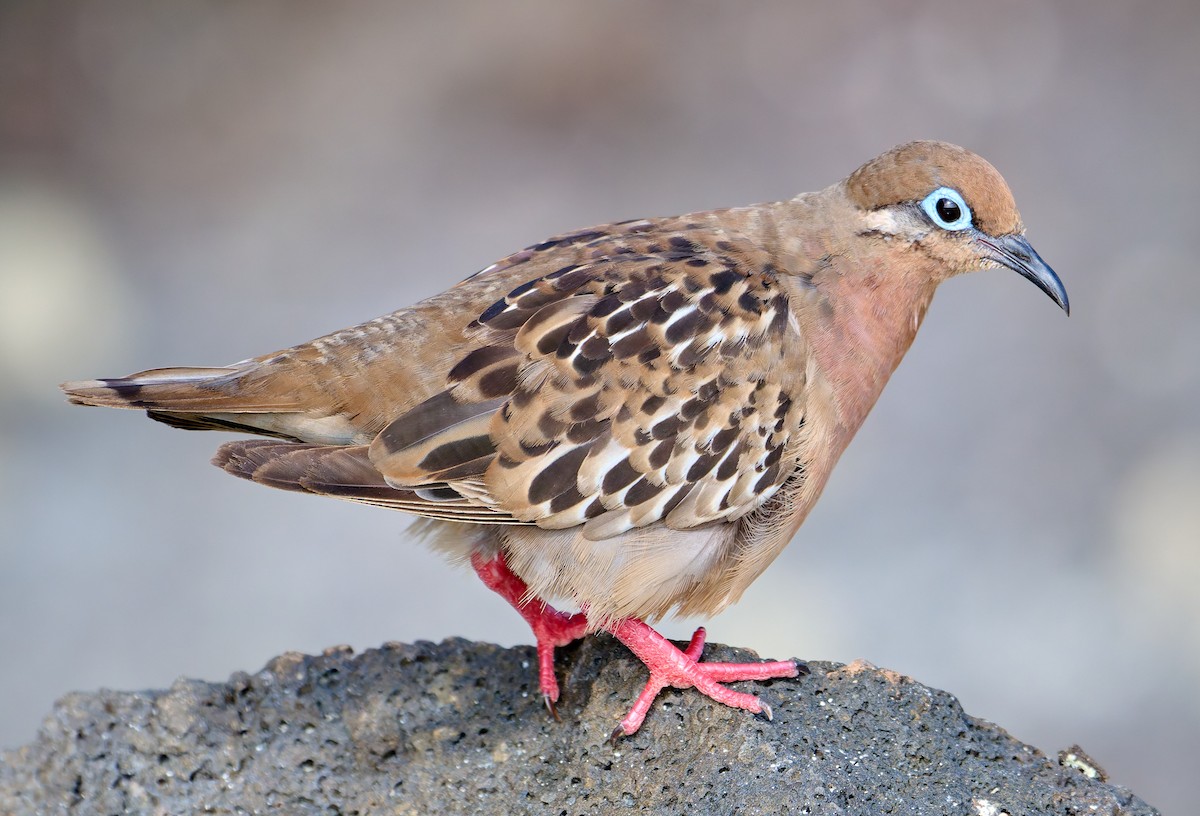 Galapagos Dove - ML642220651