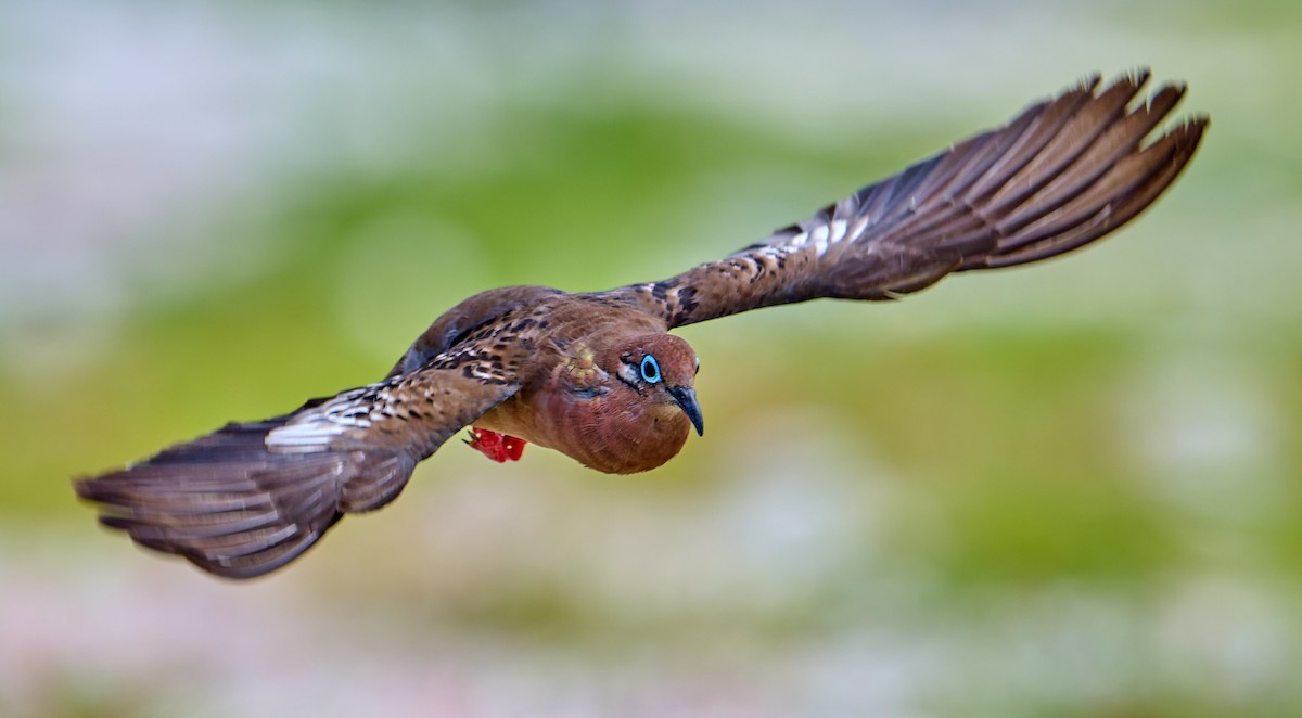 Galapagos Dove - ML642220660