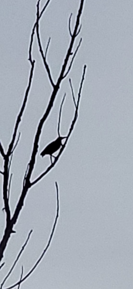 Green Heron - ML642220662
