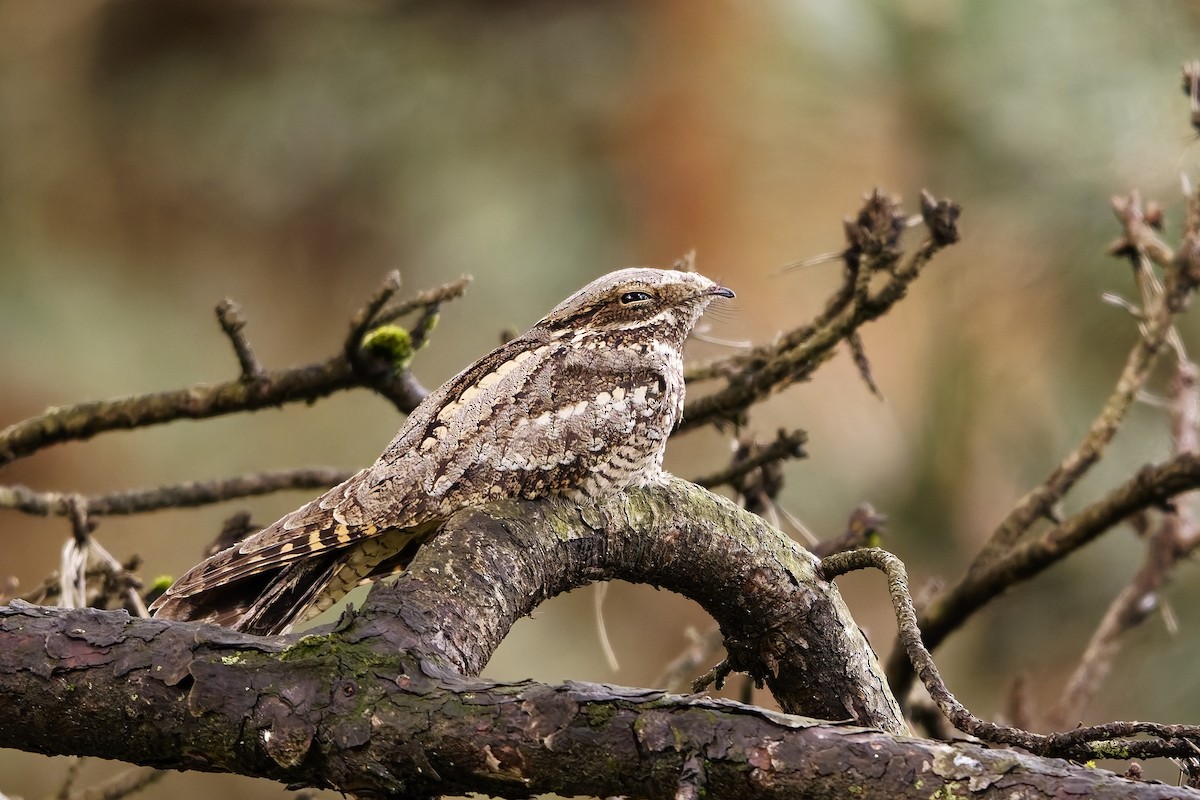 Eurasian Nightjar - ML642220686