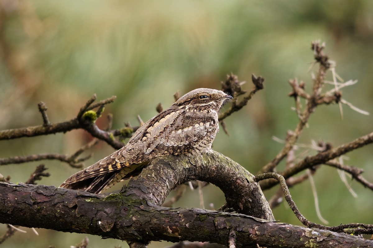 Eurasian Nightjar - ML642220689