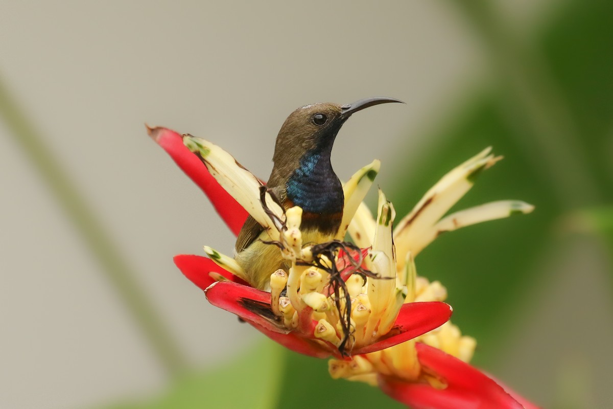 Ornate Sunbird - ML642220699