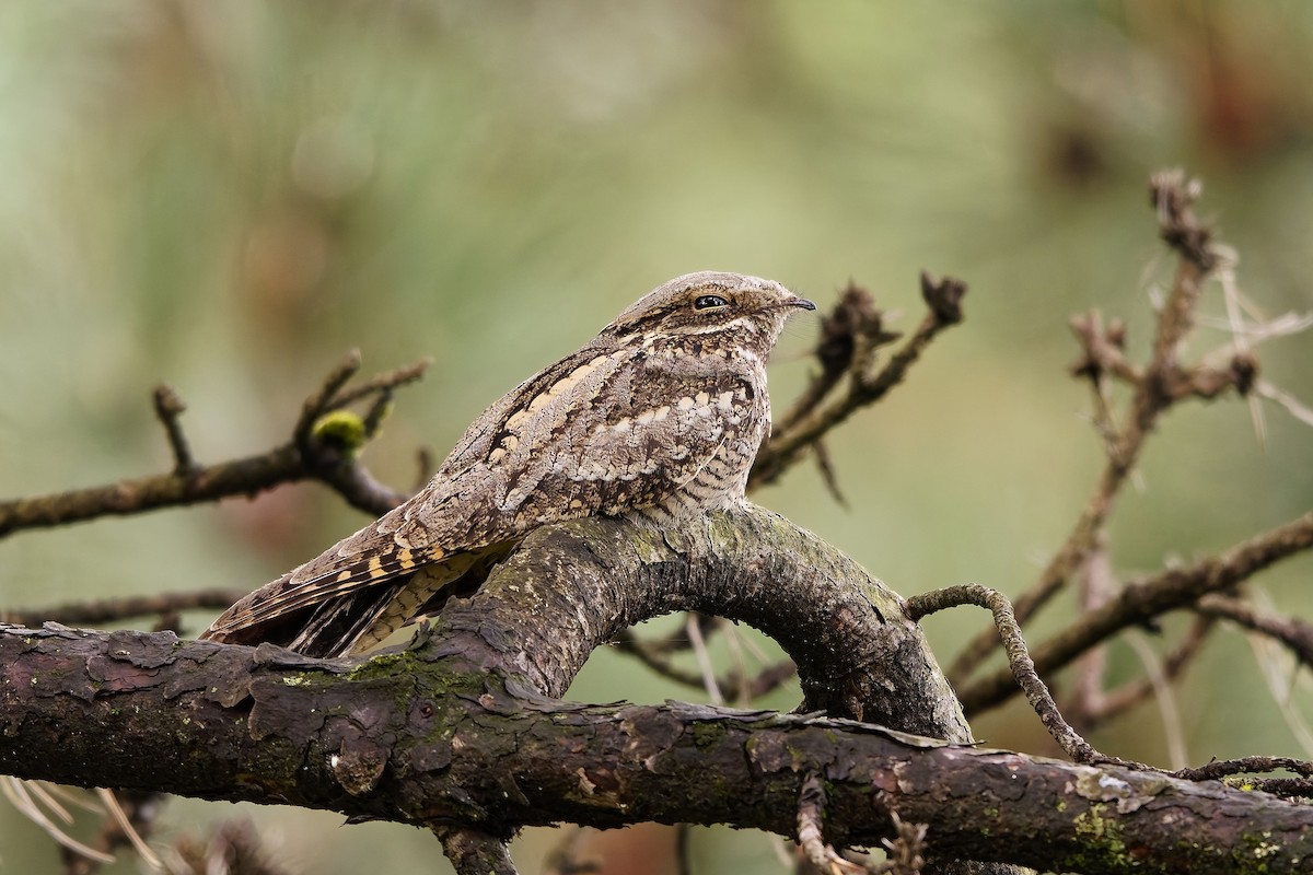 Eurasian Nightjar - ML642220700