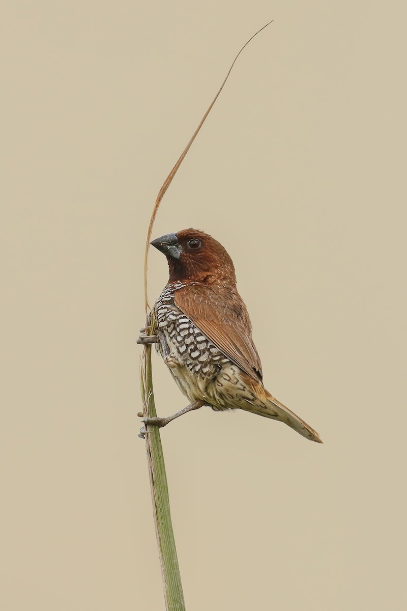 Muskatbronzemännchen - ML642220702
