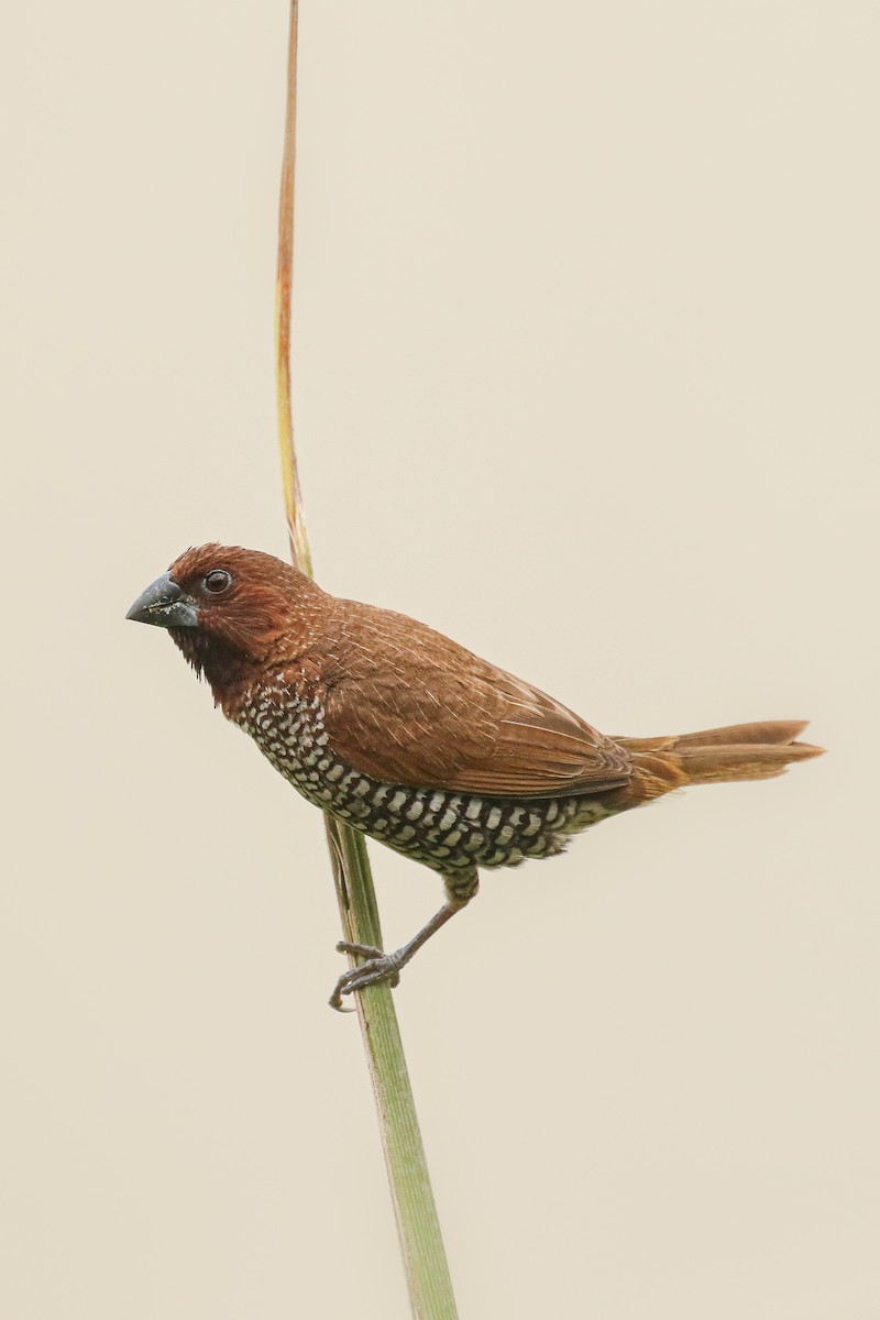 Muskatbronzemännchen - ML642220705