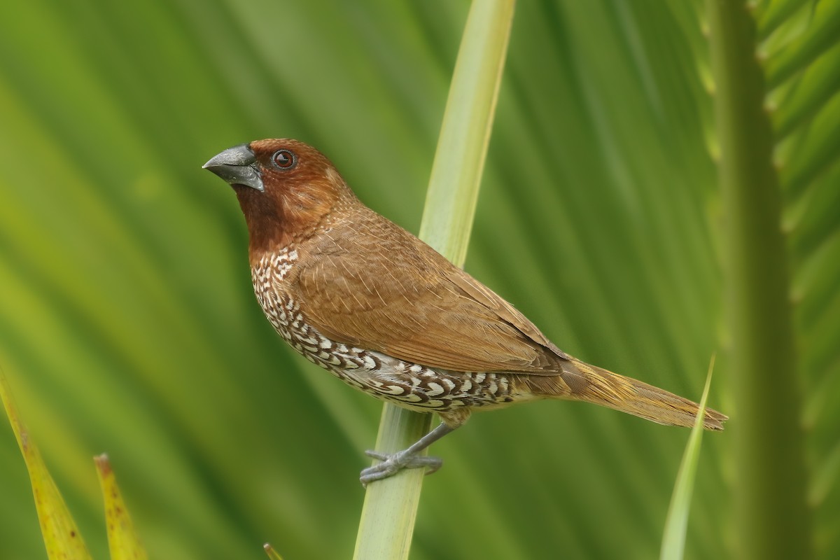 Muskatbronzemännchen - ML642220706