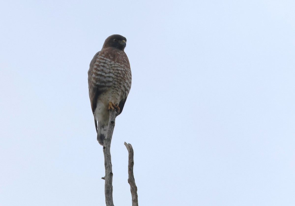 Broad-winged Hawk - ML642220752