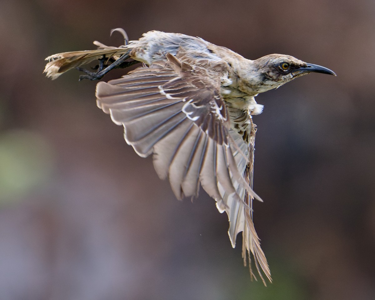 Galapagos Mockingbird - ML642220755