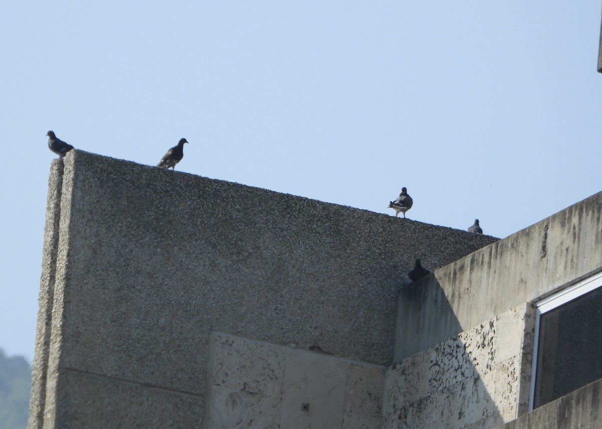 Pigeon biset (forme domestique) - ML642220757