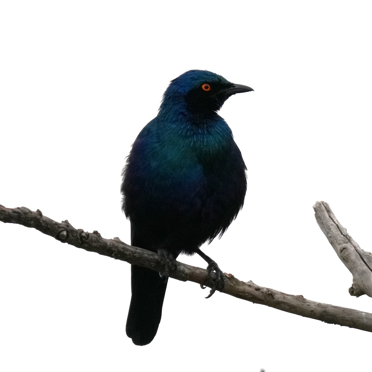 Choucador à oreillons bleus - ML642220769