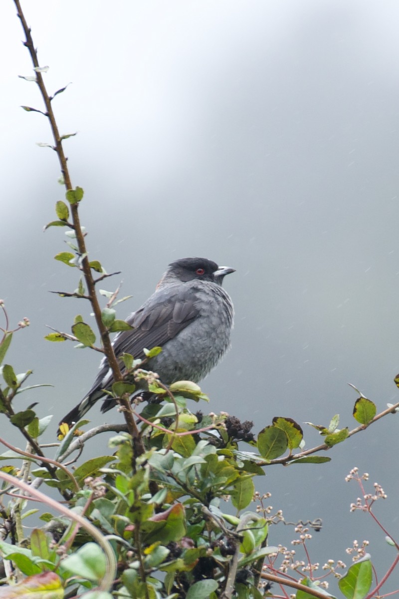 Cotinga à huppe rouge - ML642220771