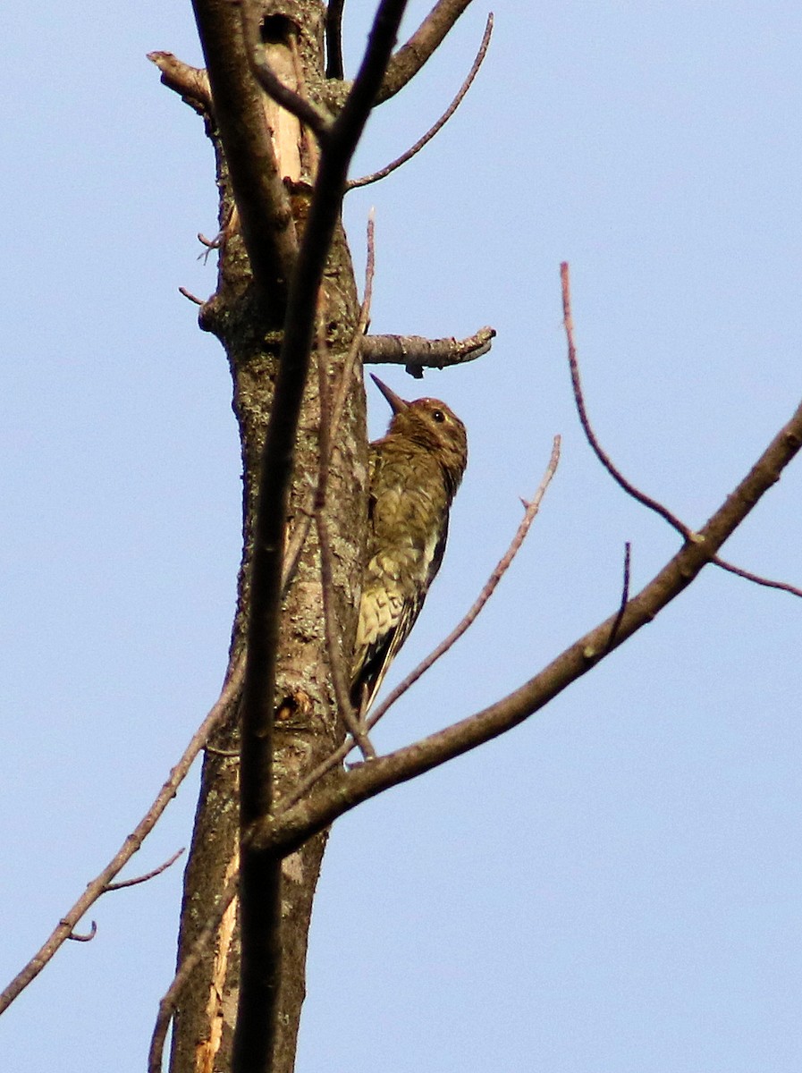 Pic maculé - ML642220780