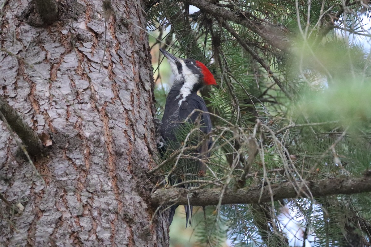 Pileated Woodpecker - ML642220799