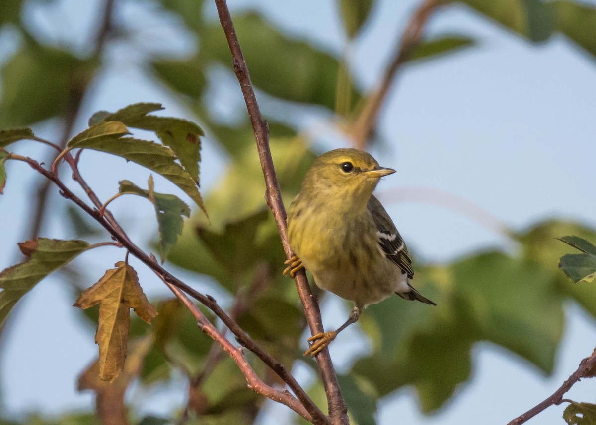 Paruline rayée - ML642220820