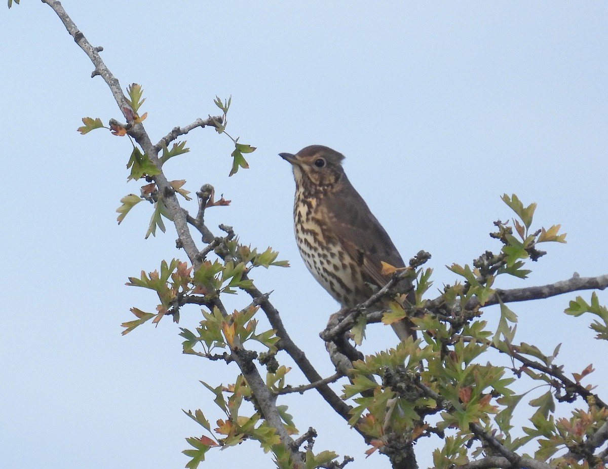 Song Thrush - ML642220830