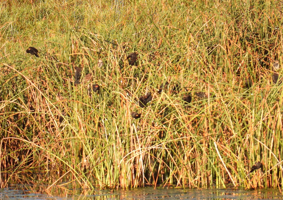 Red-winged Blackbird - ML642220832