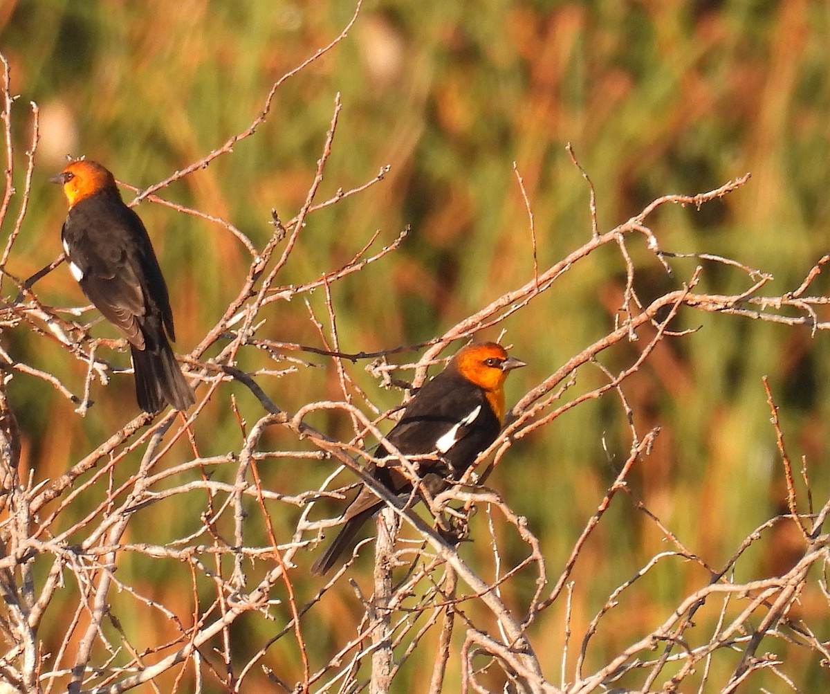 Yellow-headed Blackbird - ML642220842