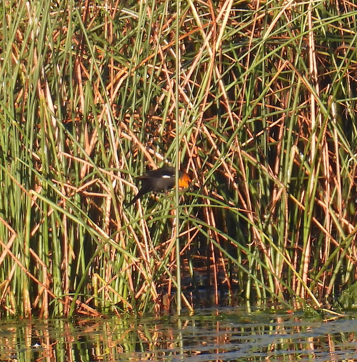 Yellow-headed Blackbird - ML642220843